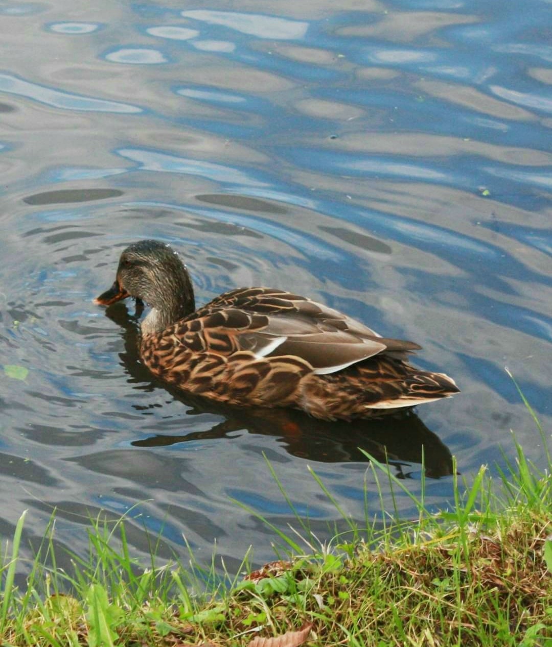A photo of a brown duck in a blue pond.