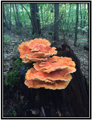 Mason Keefer has won 3rd place in the student category with his photo titled “Chicken of the Woods.”